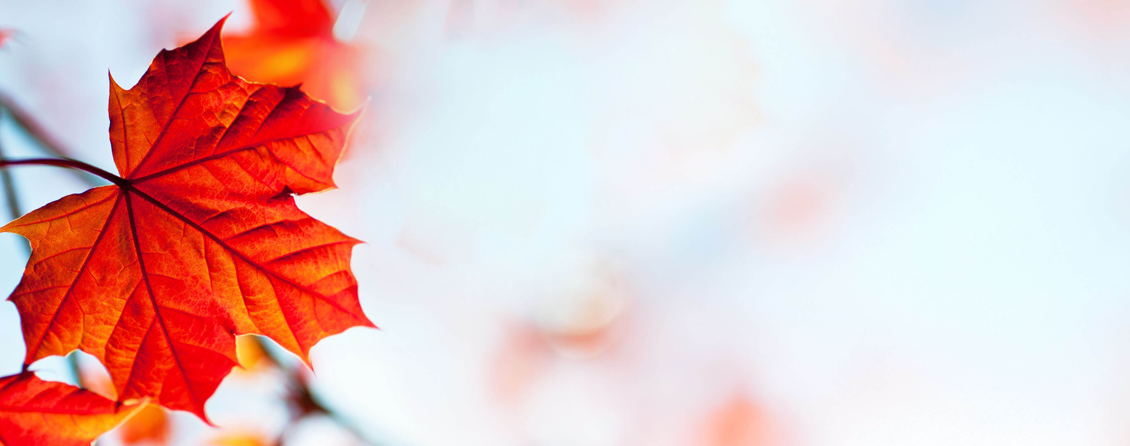Your Guide to Doing Business in Canada