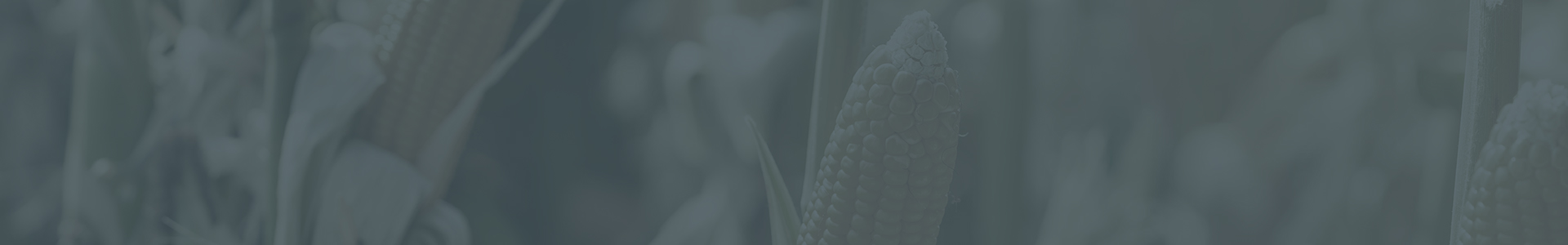 Food, Beverage & Agribusiness