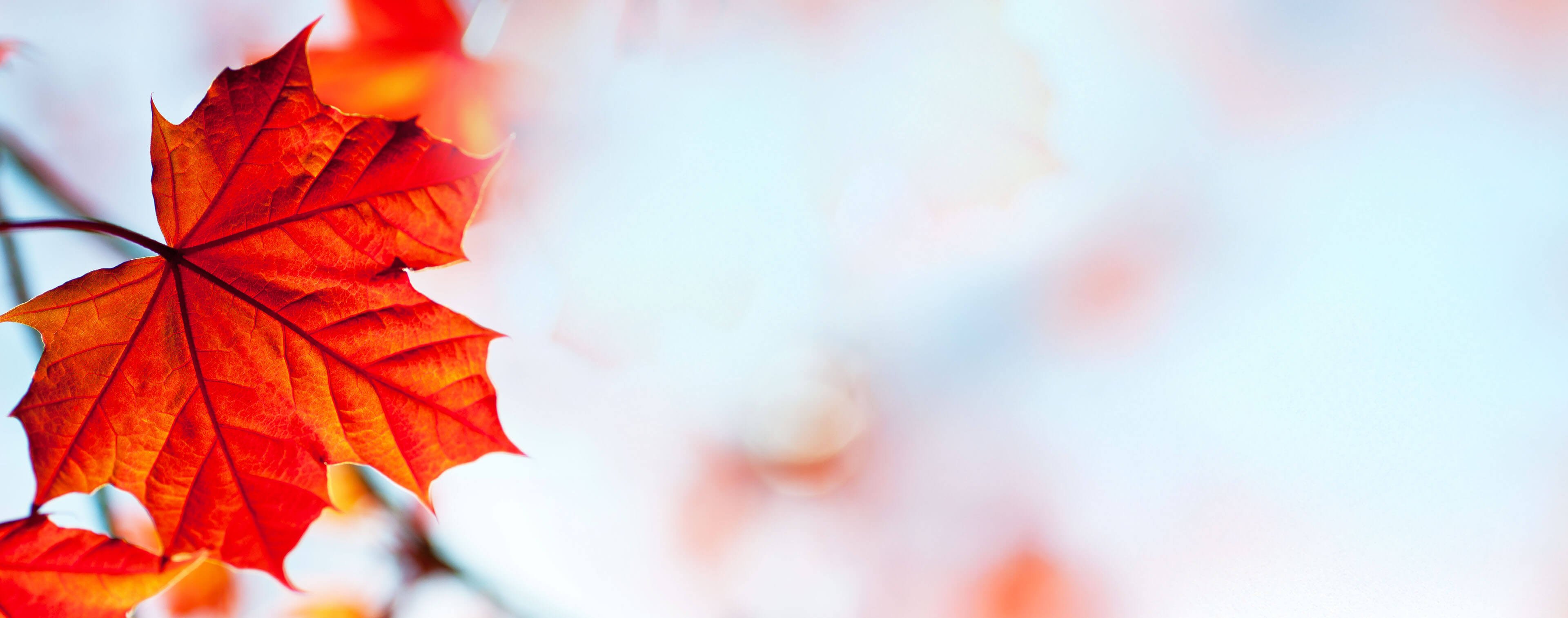 Your Guide to Doing Business in Canada