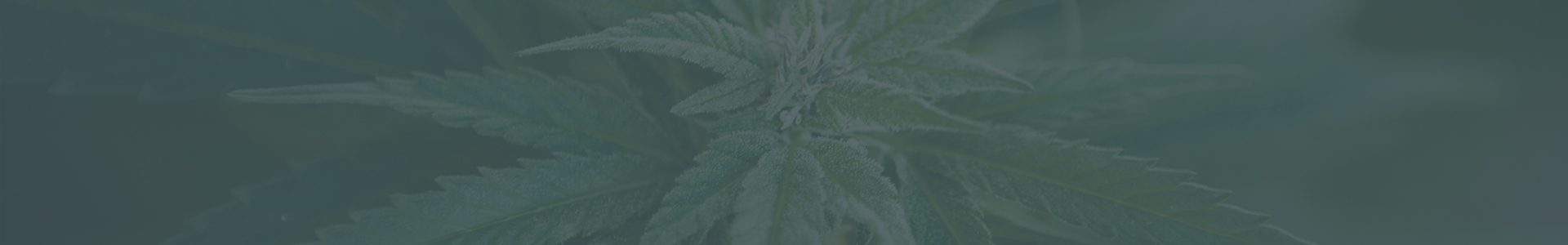 Cannabis