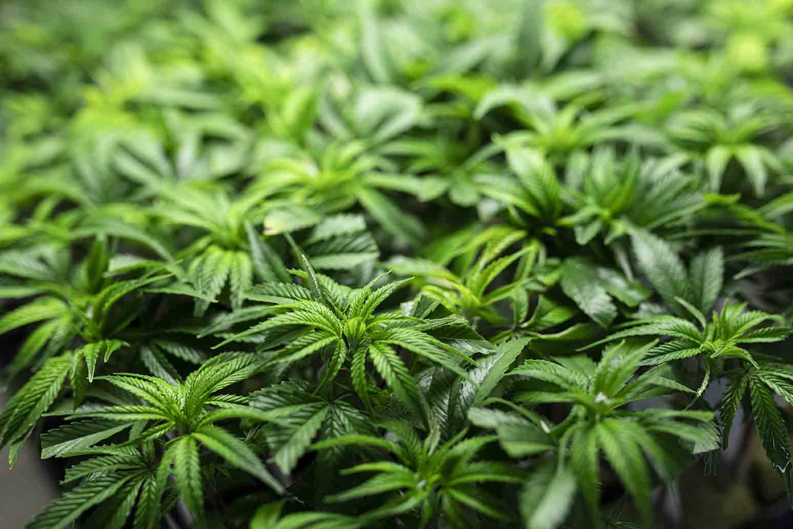 L’examen législatif tant attendu de la Loi sur le cannabis du Canada est lancé