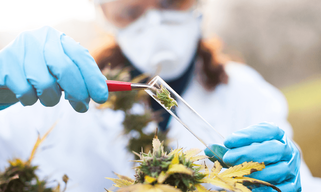 Cannabis 2.0